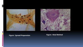 Figure : Spread Preparation Figure : Nissl Method
 