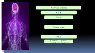 Nervous system
CNS
Brain
Spinal cord
PNS
Cranial, Spinal,
Peripheral nerves
 