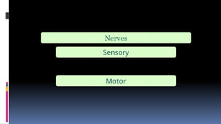 Nerves
Sensory
Motor
 