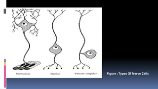 Figure : Types Of Nerve Cells
 