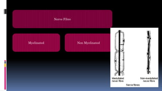 Nerve Fibre
Myelinated Non Myelinated
 