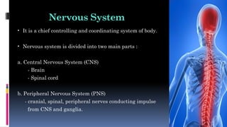 Nervous System
• It is a chief controlling and coordinating system of body.
• Nervous system is divided into two main parts :
a. Central Nervous System (CNS)
- Brain
- Spinal cord
b. Peripheral Nervous System (PNS)
- cranial, spinal, peripheral nerves conducting impulse
from CNS and ganglia.
 