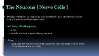 The Neurons [ Nerve Cells ]
• Despite variations in shape and size in different part of nervous system
they all have same basic structures.
Cell Body [ Perikaryone ]
- large
- contain nucleus surrounding cytoplasm.
Axon
- long, slender projection from the cell body that conducts electric away
from the neuron’s cell body.
 