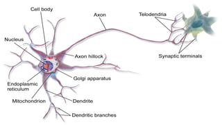 Figure : Neuron
 