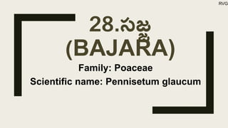 28.సజ్జ
(BAJARA)
Family: Poaceae
Scientific name: Pennisetum glaucum
RVG
 