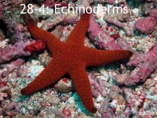 28-4: Echinoderms 