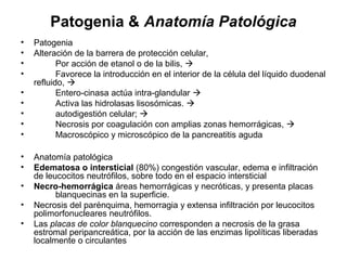 Patogenia & Anatomía Patológica
•   Patogenia
•   Alteración de la barrera de protección celular,
•          Por acción de etanol o de la bilis, 
•          Favorece la introducción en el interior de la célula del líquido duodenal
    refluido, 
•          Entero-cinasa actúa intra-glandular 
•          Activa las hidrolasas lisosómicas. 
•          autodigestión celular; 
•          Necrosis por coagulación con amplias zonas hemorrágicas, 
•          Macroscópico y microscópico de la pancreatitis aguda

•   Anatomía patológica
•   Edematosa o intersticial (80%) congestión vascular, edema e infiltración
    de leucocitos neutrófilos, sobre todo en el espacio intersticial
•   Necro-hemorrágica áreas hemorrágicas y necróticas, y presenta placas
          blanquecinas en la superficie.
•   Necrosis del parénquima, hemorragia y extensa infiltración por leucocitos
    polimorfonucleares neutrófilos.
•   Las placas de color blanquecino corresponden a necrosis de la grasa
    estromal peripancreática, por la acción de las enzimas lipolíticas liberadas
    localmente o circulantes
 