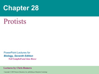 Chapter 28 Protists 