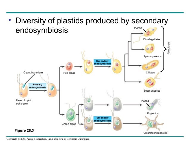 28 protists diagram of radiolarians 
