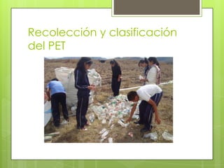 Recolección y clasificación
del PET
 