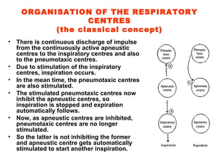 ORGANISATION OF THE RESPIRATORY CENTRES (the classical concept) There is continuous discharge of impulse from the continuously active apneustic centres to the inspiratory centres and also to the pneumotaxic centres. Due to stimulation of the inspiratory centres, inspiration occurs. In the mean time, the pneumotaxic centres are also stimulated. The stimulated pneumotaxic centres now inhibit the apneustic centres, so inspiration is stopped and expiration automatically follows. Now, as apneustic centres are inhibited, pneumotaxic centres are no longer stimulated. So the latter is not inhibiting the former and apneustic centre gets automatically stimulated to start another inspiration. 