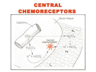 CENTRAL CHEMORECEPTORS   