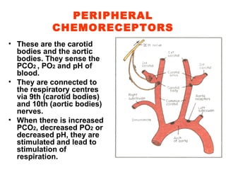 PERIPHERAL CHEMORECEPTORS These are the carotid bodies and the aortic bodies. They sense the PCO 2  , PO 2  and pH of blood. They are connected to the respiratory centres via 9th (carotid bodies) and 10th (aortic bodies) nerves. When there is increased PCO 2 , decreased PO 2  or decreased pH, they are stimulated and lead to stimulation of respiration. 
