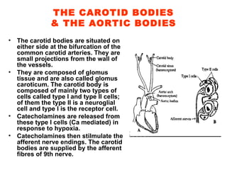 THE CAROTID BODIES & THE AORTIC BODIES The carotid bodies are situated on either side at the bifurcation of the common carotid arteries. They are small projections from the wall of the vessels. They are composed of glomus tissue and are also called glomus caroticum. The carotid body is composed of mainly two types of cells called type I and type II cells; of them the type II is a neuroglial cell and type I is the receptor cell. Catecholamines are released from these type I cells (Ca mediated) in response to hypoxia. Catecholamines then stilmulate the afferent nerve endings. The carotid bodies are supplied by the afferent fibres of 9th nerve. 