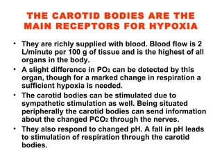 THE CAROTID BODIES ARE THE MAIN RECEPTORS FOR HYPOXIA They are richly supplied with blood. Blood flow is 2 L/minute per 100 g of tissue and is the highest of all organs in the body. A slight difference in PO 2  can be detected by this organ, though for a marked change in respiration a sufficient hypoxia is needed. The carotid bodies can be stimulated due to sympathetic stimulation as well. Being situated peripherally the carotid bodies can send information about the changed PCO 2  through the nerves. They also respond to changed pH. A fall in pH leads to stimulation of respiration through the carotid bodies. 