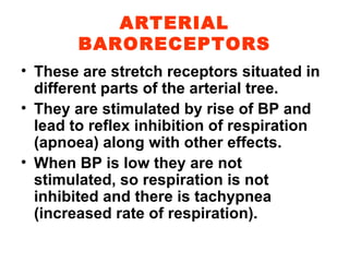 ARTERIAL BARORECEPTORS These are stretch receptors situated in different parts of the arterial tree. They are stimulated by rise of BP and lead to reflex inhibition of respiration (apnoea) along with other effects. When BP is low they are not stimulated, so respiration is not inhibited and there is tachypnea (increased rate of respiration).  