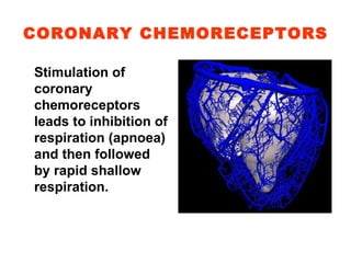 CORONARY CHEMORECEPTORS Stimulation of coronary chemoreceptors leads to inhibition of respiration (apnoea) and then followed by rapid shallow respiration. 