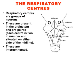 THE RESPIRATORY CENTRES Respiratory centres are groups of neurons. These are present in the brainstem and are paired (each centre is two in number and situated on either side of the midline). These are interconnected .  