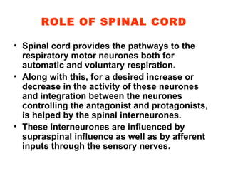 ROLE OF SPINAL CORD Spinal cord provides the pathways to the respiratory motor neurones both for automatic and voluntary respiration. Along with this, for a desired increase or decrease in the activity of these neurones and integration between the neurones controlling the antagonist and protagonists, is helped by the spinal interneurones. These interneurones are influenced by supraspinal influence as well as by afferent inputs through the sensory nerves. 