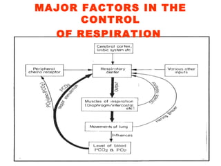 MAJOR FACTORS IN THE CONTROL OF RESPIRATION   
