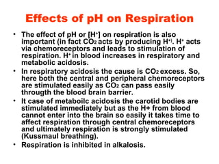 Effects of pH on Respiration The effect of pH or [H + ] on respiration is also important (in fact CO 2  acts by producing H +) . H +  acts via chemoreceptors and leads to stimulation of respiration. H +  in blood increases in respiratory and metabolic acidosis. In respiratory acidosis the cause is CO 2  excess. So, here both the central and peripheral chemoreceptors are stimulated easily as CO 2  can pass easily througth the blood brain barrier. It case of metaboilc acidosis the carotid bodies are stimulated immediately but as the H+ from blood cannot enter into the brain so easily it takes time to affect respiration through central chemoreceptors and ultimately respiration is strongly stimulated (Kussmaul breathing). Respiration is inhibited in alkalosis. 