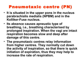 Pneumotaxic centre (PN) It is situated in the upper pons in the nucleus parabrachialis medialis (NPBM) and in the Kolliker-Fuse nucleus. Its absence causes apneustic type of breathing, i.e., breathing characterised by prolonged inspiration. When the vagi are intact respiration becomes slow and deep after damage of this centre. The pneumotaxic centres relay information from higher centres. They normally cut down the activity of inspiration, so that there is quick initiation of expiration, thus they may help to increase the rate of respiration. 
