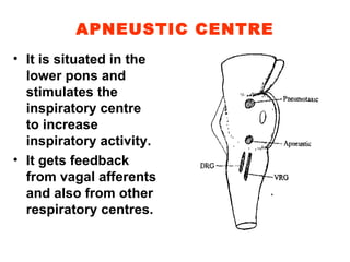 APNEUSTIC CENTRE It is situated in the lower pons and stimulates the inspiratory centre to increase inspiratory activity. It gets feedback from vagal afferents and also from other respiratory centres. 