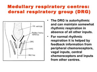 Medullary respiratory centres:  dorsal respiratory group (DRG) The DRG is autorhythmic and can maintain somewhat rhythmic respiration in absence of all other inputs. For normal rhythmic respiration it is helped by feedback information from peripheral chemoreceptors, vagal inputs, central chemoreceptors and inputs from other centres. 
