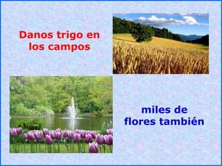.
.
Danos trigo en
los campos
miles de
flores también
 