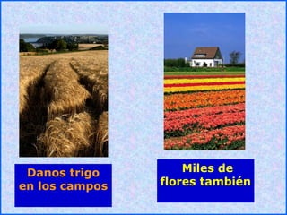 .
.
Danos trigo
en los campos
Miles de
flores también
 