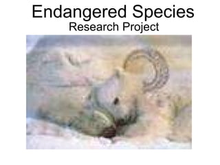 Endangered Species Research Project 