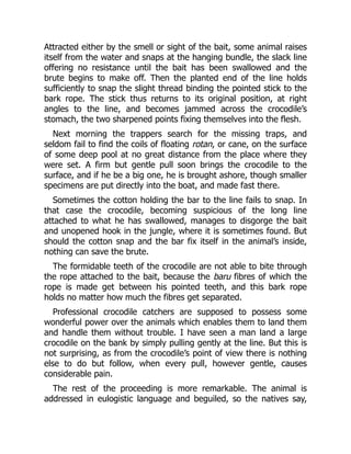 Attracted either by the smell or sight of the bait, some animal raises
itself from the water and snaps at the hanging bundle, the slack line
offering no resistance until the bait has been swallowed and the
brute begins to make off. Then the planted end of the line holds
sufficiently to snap the slight thread binding the pointed stick to the
bark rope. The stick thus returns to its original position, at right
angles to the line, and becomes jammed across the crocodile’s
stomach, the two sharpened points fixing themselves into the flesh.
Next morning the trappers search for the missing traps, and
seldom fail to find the coils of floating rotan, or cane, on the surface
of some deep pool at no great distance from the place where they
were set. A firm but gentle pull soon brings the crocodile to the
surface, and if he be a big one, he is brought ashore, though smaller
specimens are put directly into the boat, and made fast there.
Sometimes the cotton holding the bar to the line fails to snap. In
that case the crocodile, becoming suspicious of the long line
attached to what he has swallowed, manages to disgorge the bait
and unopened hook in the jungle, where it is sometimes found. But
should the cotton snap and the bar fix itself in the animal’s inside,
nothing can save the brute.
The formidable teeth of the crocodile are not able to bite through
the rope attached to the bait, because the baru fibres of which the
rope is made get between his pointed teeth, and this bark rope
holds no matter how much the fibres get separated.
Professional crocodile catchers are supposed to possess some
wonderful power over the animals which enables them to land them
and handle them without trouble. I have seen a man land a large
crocodile on the bank by simply pulling gently at the line. But this is
not surprising, as from the crocodile’s point of view there is nothing
else to do but follow, when every pull, however gentle, causes
considerable pain.
The rest of the proceeding is more remarkable. The animal is
addressed in eulogistic language and beguiled, so the natives say,
 