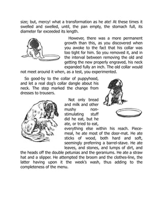 size; but, mercy! what a transformation as he ate! At these times it
swelled and swelled, until, the pan empty, the stomach full, its
diameter far exceeded its length.
However, there was a more permanent
growth than this, as you discovered when
you awoke to the fact that his collar was
too tight for him. So you removed it, and in
the interval between removing the old and
getting the new properly engraved, his neck
expanded fully an inch. The old collar would
not meet around it when, as a test, you experimented.
So good-by to the collar of puppyhood,
and let a real dog’s collar dangle about his
neck. The step marked the change from
dresses to trousers.
Not only bread
and milk and other
mushy non-
stimulating stuff
did he eat, but he
ate, or tried to eat,
everything else within his reach. Piece-
meal, he ate most of the door-mat. He ate
sticks of wood, both hard and soft,
seemingly preferring a barrel-stave. He ate
leaves, and stones, and lumps of dirt, and
the heads off the double petunias and the geraniums. He ate a straw
hat and a slipper. He attempted the broom and the clothes-line, the
latter having upon it the week’s wash, thus adding to the
completeness of the menu.
 
