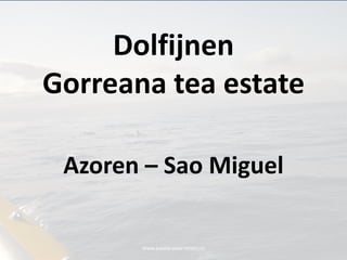 www.passie-voor-reizen.nl Dolfijnen Gorreanateaestate Azoren – Sao Miguel 