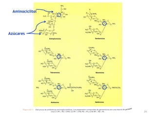 Aminociclitol




Azúcares




                  24
 