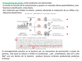El mecanismo de acción.- Estos productos son bactericidas.
La accíón es función de la concentración y poseen un marcado efecto postantibiótico, esto
favorece la dosificación única diaria.
Son moléculas que inhiben la síntesis proteica afectando la traducción de un mRNa a los
ribosomas bacterianos.


                                                                          


                                                                          


                                                                          




El aminoglucósido penetra en la bacteria por un mecanismo de permeación a través de
porinas,, este paso se reduce o inhibe en condiciones pH , anaerobiosis, alto Ca2+ y alto
Mg2+ una vez dentro de la bacteria produce lecturas erróneas produciendo proteínas
erróneas.                                                                           25
 