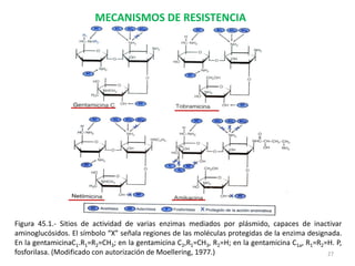 MECANISMOS DE RESISTENCIA




Figura 45.1.- Sitios de actividad de varias enzimas mediados por plásmido, capaces de inactivar
aminoglucósidos. El símbolo “X” señala regiones de las moléculas protegidas de la enzima designada.
En la gentamicinaC1.R1=R2=CH3; en la gentamicina C2,R1=CH3, R2=H; en la gentamicina C1a, R1=R2=H. P,
fosforilasa. (Modificado con autorización de Moellering, 1977.)                                27
 