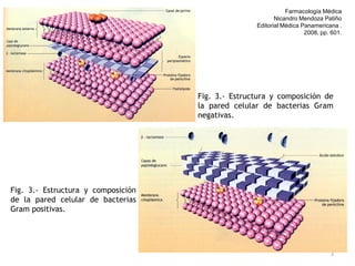 Farmacología Médica
                                                          Nicandro Mendoza Patiño
                                                   Editorial Médica Panamericana .
                                                                     2008, pp. 601.




                                    Fig. 3.- Estructura y composición de
                                    la pared celular de bacterias Gram
                                    negativas.




Fig. 3.- Estructura y composición
de la pared celular de bacterias
Gram positivas.




                                                                              3
 
