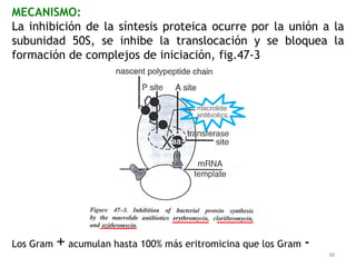 MECANISMO:
La inhibición de la síntesis proteica ocurre por la unión a la
subunidad 50S, se inhibe la translocación y se bloquea la
formación de complejos de iniciación, fig.47-3




Los Gram   + acumulan hasta 100% más eritromicina que los Gram -
                                                                   38
 