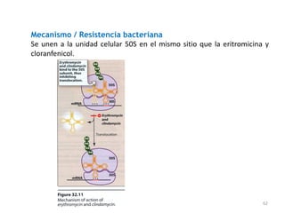 Mecanismo / Resistencia bacteriana
Se unen a la unidad celular 50S en el mismo sitio que la eritromicina y
cloranfenicol.




                                                                     62
 