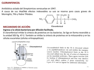 CLORANFENICOL

Antibiótico aislado del Streptomices venezuelae en 1947.
A causa de sus muchos efectos indeseables su uso se reserva para casos graves de
Meningitis, Tifo y fiebre Tifoidea.




 MECANISMO DE ACCIÓN:
 Ingresa a la célula bacteriana por difusión facilitada.
 El cloranfenicol inhibe la síntesis de proteínas en las bacterias. Se liga en forma reversible a
 la unidad 50S fig. 47-2. También se inhibe la síntesis de proteínas en la mitocondria y en las
 células eucariotas (células eritropoyéticas).


                              Chloramphenicol




                                                                                             74
 