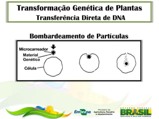 Transformação Genética de Plantas
        Transferência Direta de DNA

     Bombardeamento de Partículas
Microcarreador
  Material
  Genético

  Célula
 
