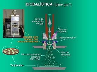 BIOBALÍSTICA (“gene gun”)


                   Tubo de
                 aceleração
                     de gás

                               Disco de
                               ruptura

          Aparato para          Macrocarreador
           disparo dos
      microcarreadores



                                 Tela de
         Microcarreadores        anteparo
                 cobertos
                com DNA

Tecido alvo
 