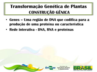 Transformação Genética de Plantas
            CONSTRUÇÃO GÊNICA
• Genes – Uma região de DNA que codifica para a
  produção de uma proteína ou característica
• Rede interativa - DNA, RNA e proteínas
 