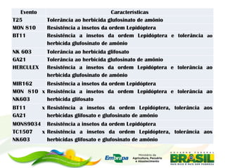 Evento                              Características
T25         Tolerância ao herbicida glufosinato de amônio
MON 810     Resistência a insetos da ordem Lepidóptera
BT11        Resistência a insetos da ordem Lepidóptera e tolerância ao
            herbicida glufosinato de amônio
NK 603      Tolerância ao herbicida glifosato
GA21        Tolerância ao herbicida glufosinato de amônio
HERCULEX    Resistência a insetos da ordem Lepidóptera e tolerância ao
            herbicida glufosinato de amônio
MIR162    Resistência a insetos da ordem Lepidóptera
MON 810 x Resistência a insetos da ordem Lepidóptera e tolerância ao
NK603     herbicida glifosato
BT11       x Resistência a insetos da ordem Lepidóptera, tolerância aos
GA21         herbicidas glifosato e glufosinato de amônio
MON89034 Resistência a insetos da ordem Lepidóptera
TC1507  x Resistência a insetos da ordem Lepidóptera, tolerância aos
NK603     herbicidas glifosato e glufosinato de amônio
 