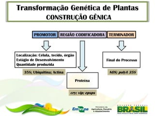 Transformação Genética de Plantas
                 CONSTRUÇÃO GÊNICA

          PROMOTOR       REGIÃO CODIFICADORA      TERMINADOR



Localização: Célula, tecido, órgão
Estágio de Desenvolvimento                       Final do Processo
Quantidade produzida

    35S; Ubiquitina; Actina                       NOS; polyA 35S

                                     Proteína


                               cry; vip; epsps
 