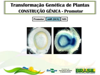 Transformação Genética de Plantas
   CONSTRUÇÃO GÊNICA - Promotor
         Promotor   uidA (GUS)   NOS
 