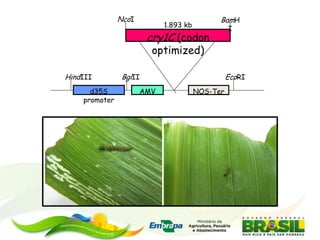 NcoI                          BamH
                            1.893 kb
                                                 I
                        cry1C (codon
                         optimized)

HindIII         BglII                            EcoRI
      d35S            AMV              NOS-Ter
    promoter
 