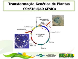 Transformação Genética de Plantas
        CONSTRUÇÃO GÊNICA
 