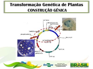 Transformação Genética de Plantas
        CONSTRUÇÃO GÊNICA
 